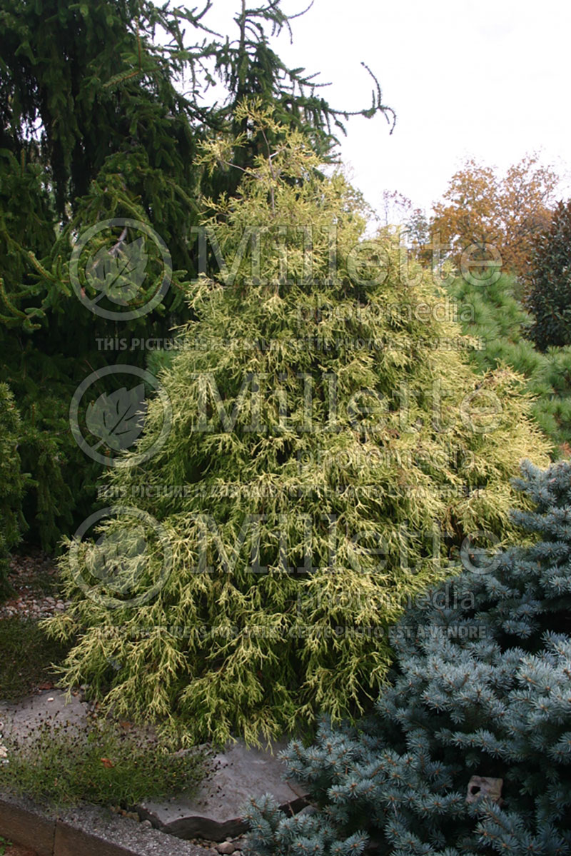 Chamaecyparis Filifera Golden Mop (False Cypress conifer) 2