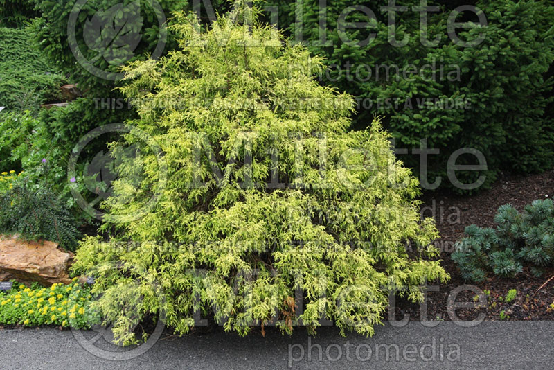 Chamaecyparis Filifera Golden Mop (False Cypress conifer) 4