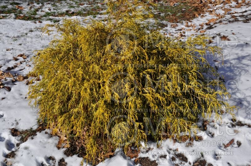 Chamaecyparis Filifera Sungold (False Cypress conifer) 5 