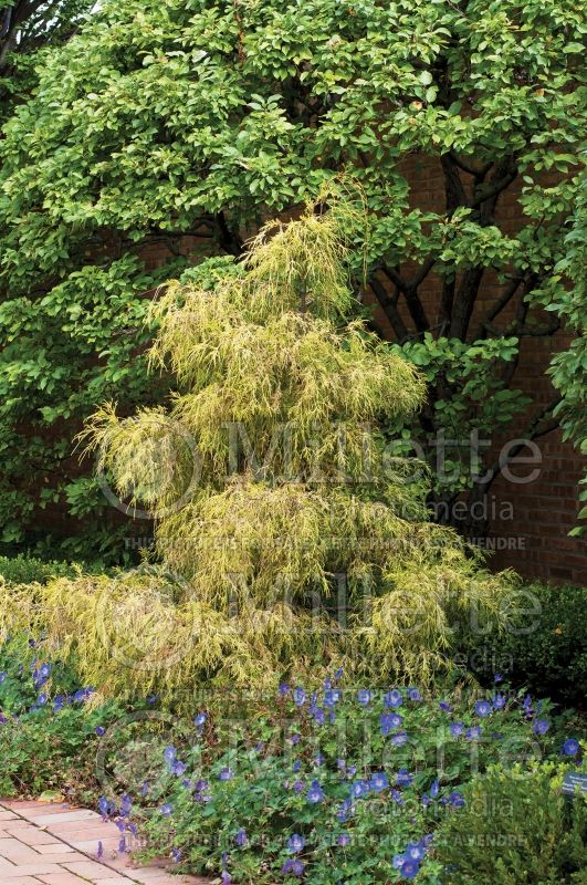 Chamaecyparis Filifera Sungold (False Cypress conifer) 6 