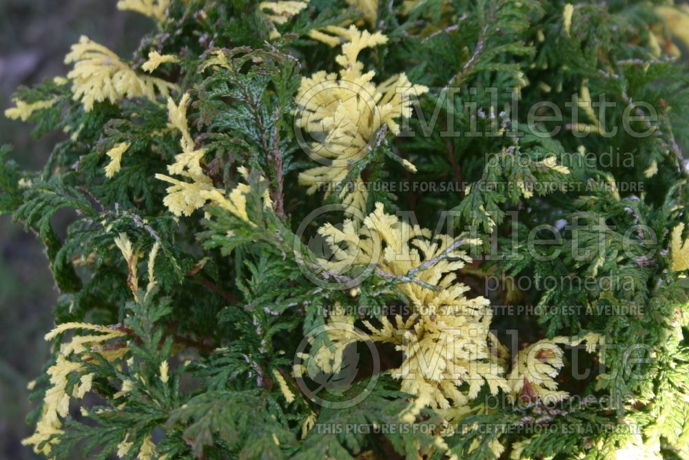 Chamaecyparis Gold Dust (Sawara False Cypress conifer) 2 