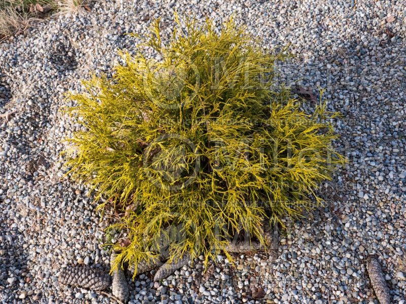 Chamaecyparis Golden Charm (False Cypress conifer) 3