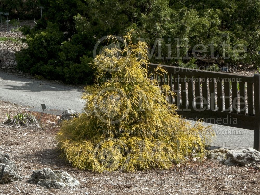 Chamaecyparis Filifera Golden Mop (False Cypress conifer) 12