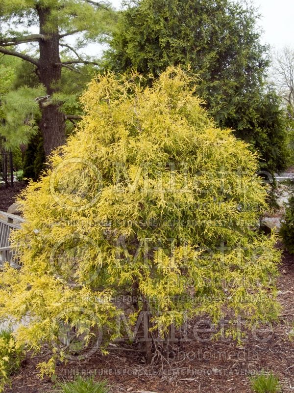 Chamaecyparis Filifera Golden Mop (False Cypress conifer) 21