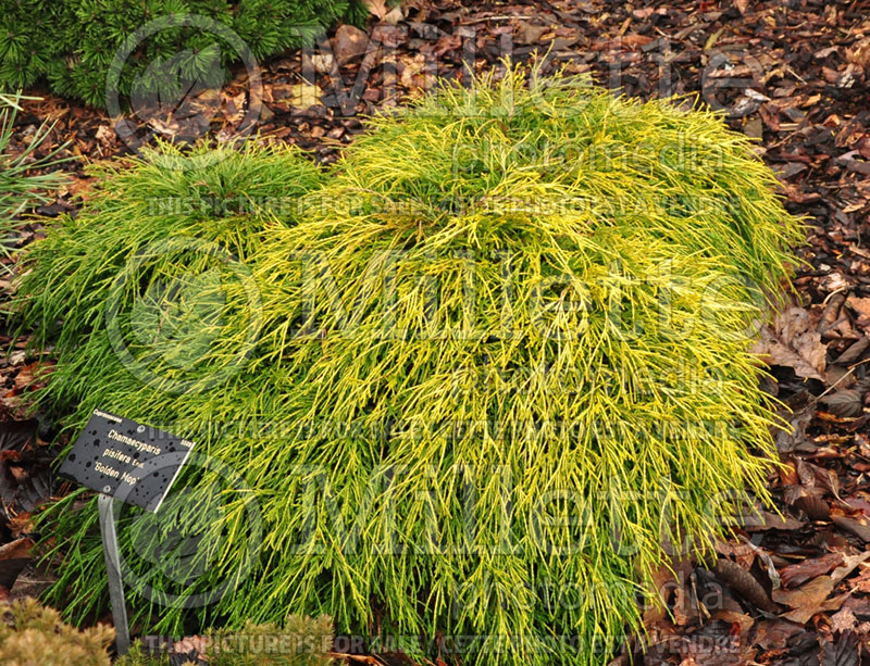 Chamaecyparis Filifera Golden Mop (False Cypress conifer) 6