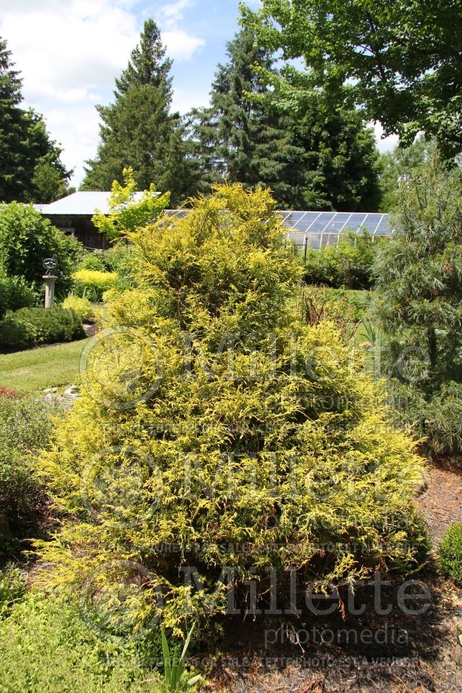 Chamaecyparis Filifera Golden Mop (False Cypress conifer) 5