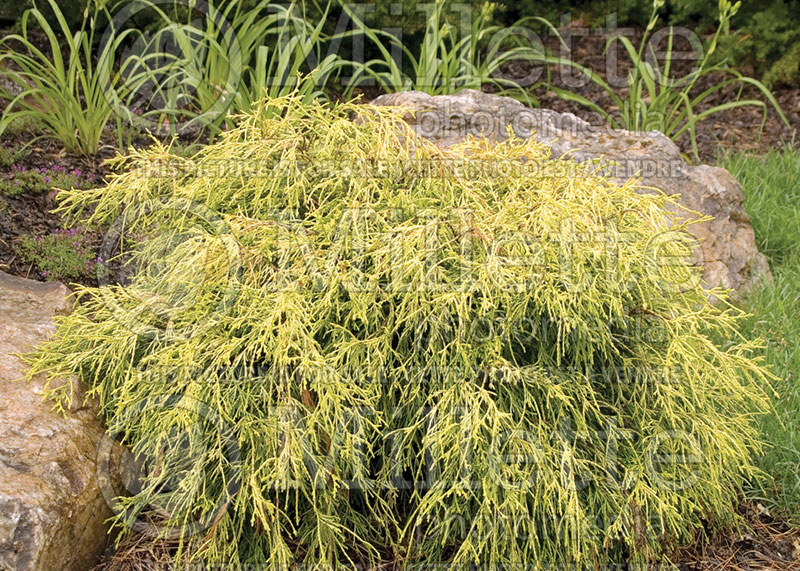 Chamaecyparis Filifera Golden Mop (False Cypress conifer) 9