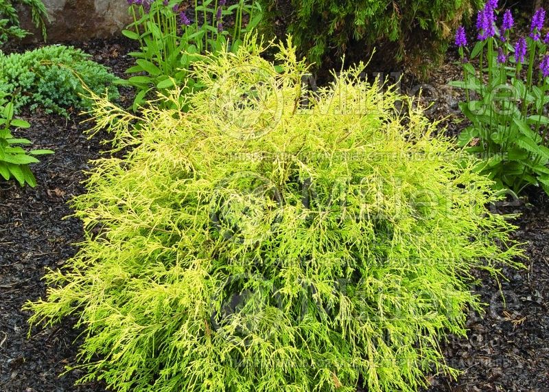 Chamaecyparis Filifera Golden Mop (False Cypress conifer) 14