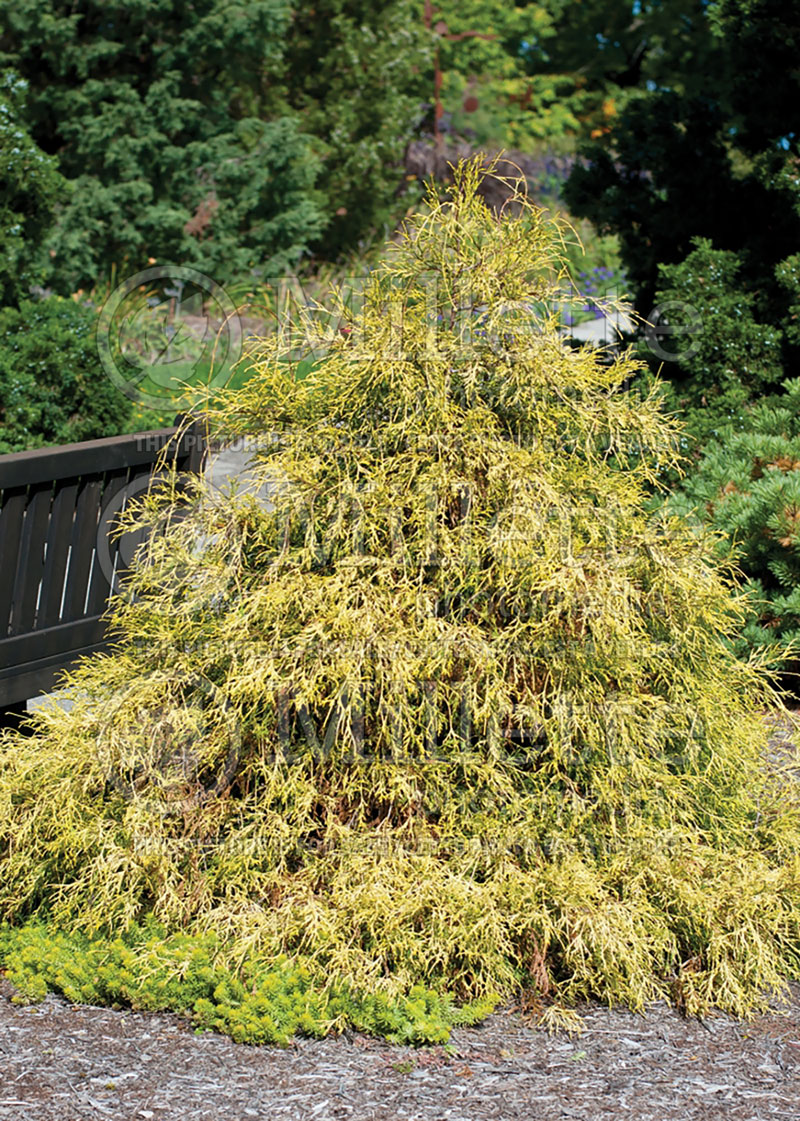 Chamaecyparis Filifera Golden Mop (False Cypress conifer) 10