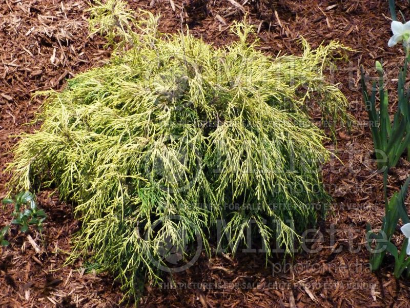 Chamaecyparis Filifera Golden Mop (False Cypress conifer) 18