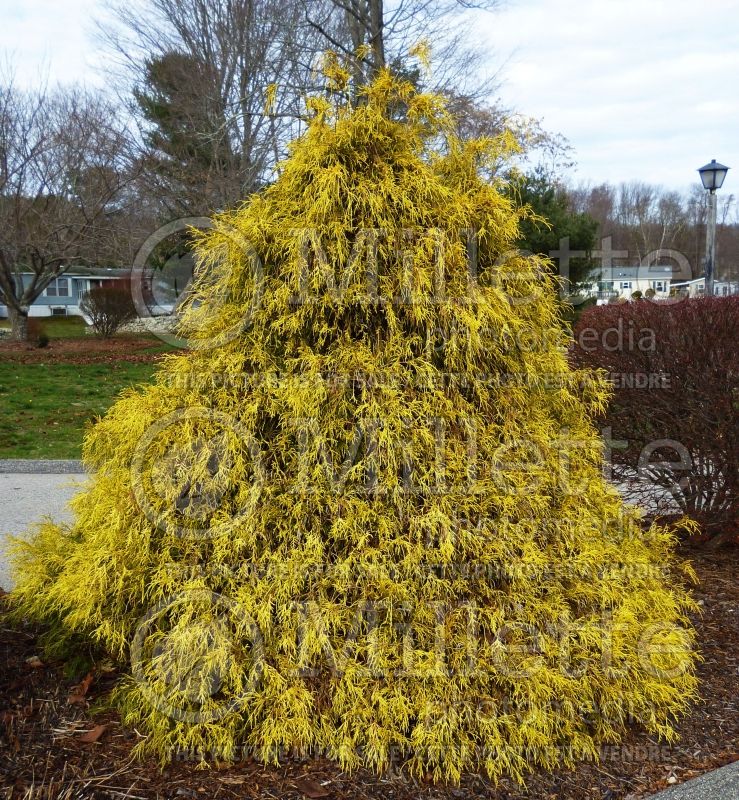 Chamaecyparis Filifera Golden Mop (False Cypress conifer) 20