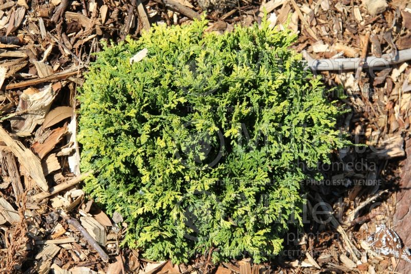 Chamaecyparis Golden Pincushion (False Cypress conifer 1