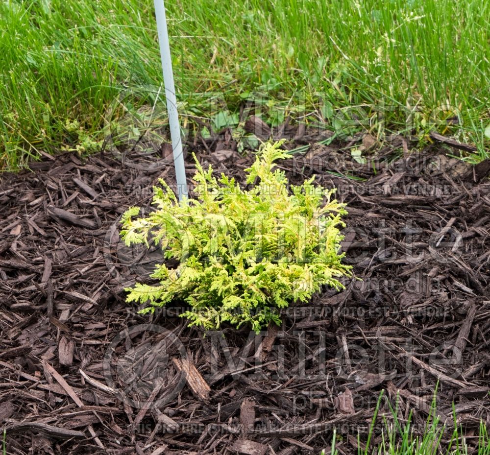 Chamaecyparis Gold Spangle (False Cypress conifer) 1 