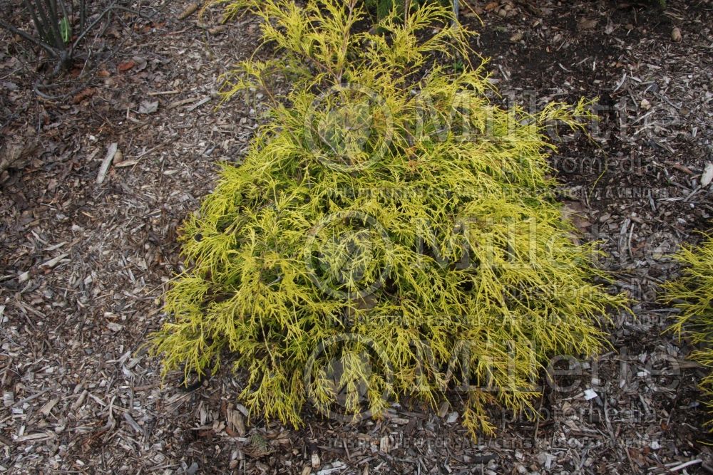 Chamaecyparis Lemon Thread (Sawara False Cypress conifer) 8 