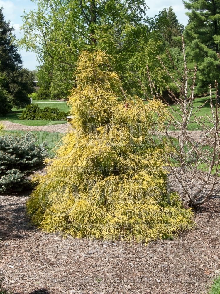 Chamaecyparis Lemon Thread (Sawara False Cypress conifer) 1 