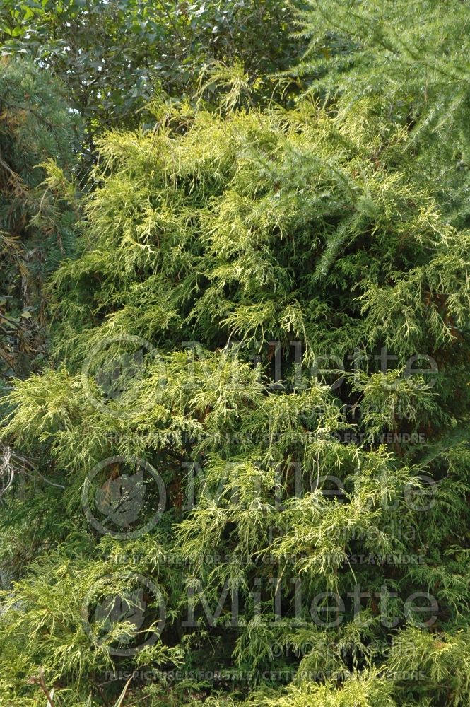 Chamaecyparis Lemon Thread (Sawara False Cypress conifer) 12 