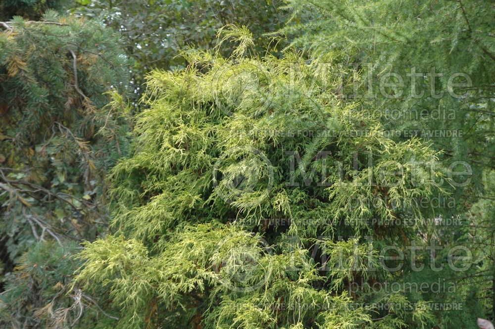 Chamaecyparis Lemon Thread (Sawara False Cypress conifer) 13 