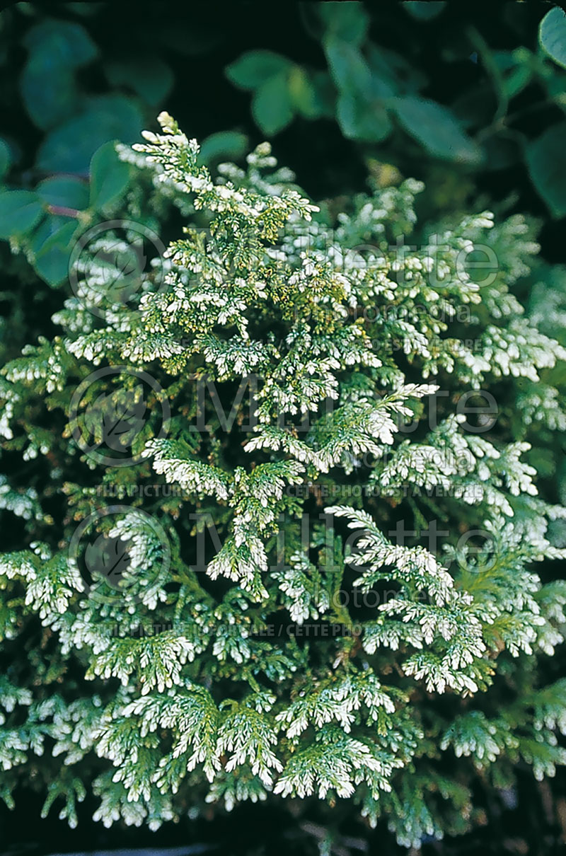 Chamaecyparis Snow (False Cypress conifer) 1