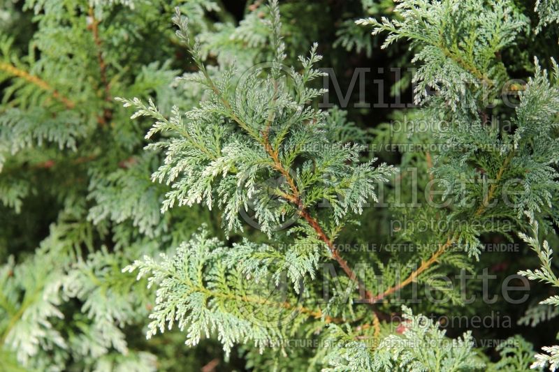 Chamaecyparis Snow (False Cypress conifer) 4