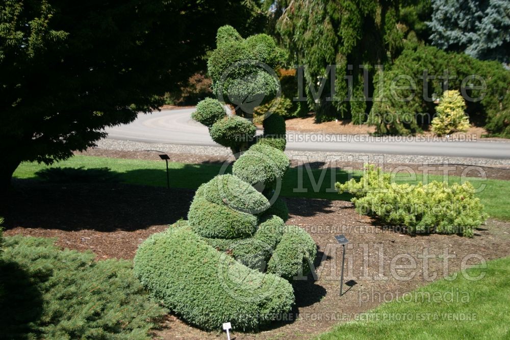 Chamaecyparis Squarrosa Intermedia – topiary (hinoki cypress  conifer) 21 