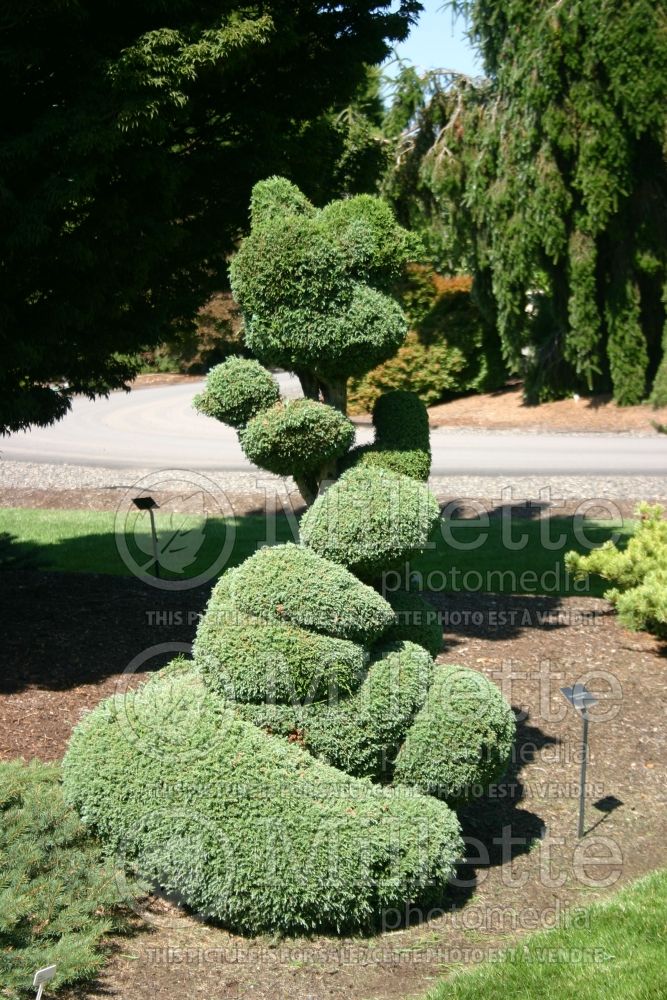 Chamaecyparis Squarrosa Intermedia – topiary (hinoki cypress  conifer) 27 