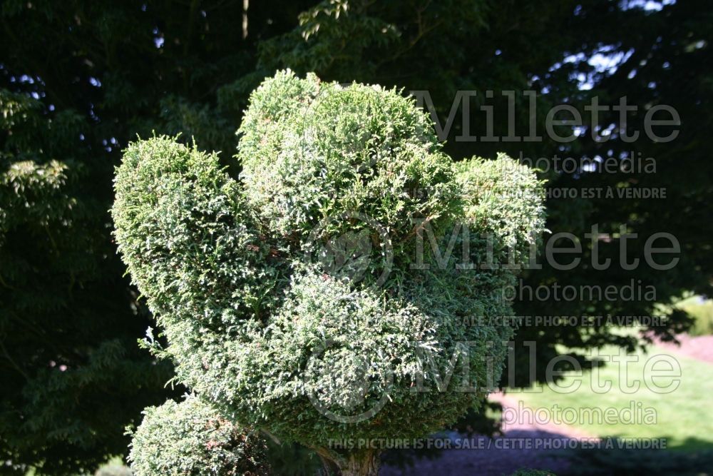 Chamaecyparis Squarrosa Intermedia – topiary (hinoki cypress  conifer) 25 