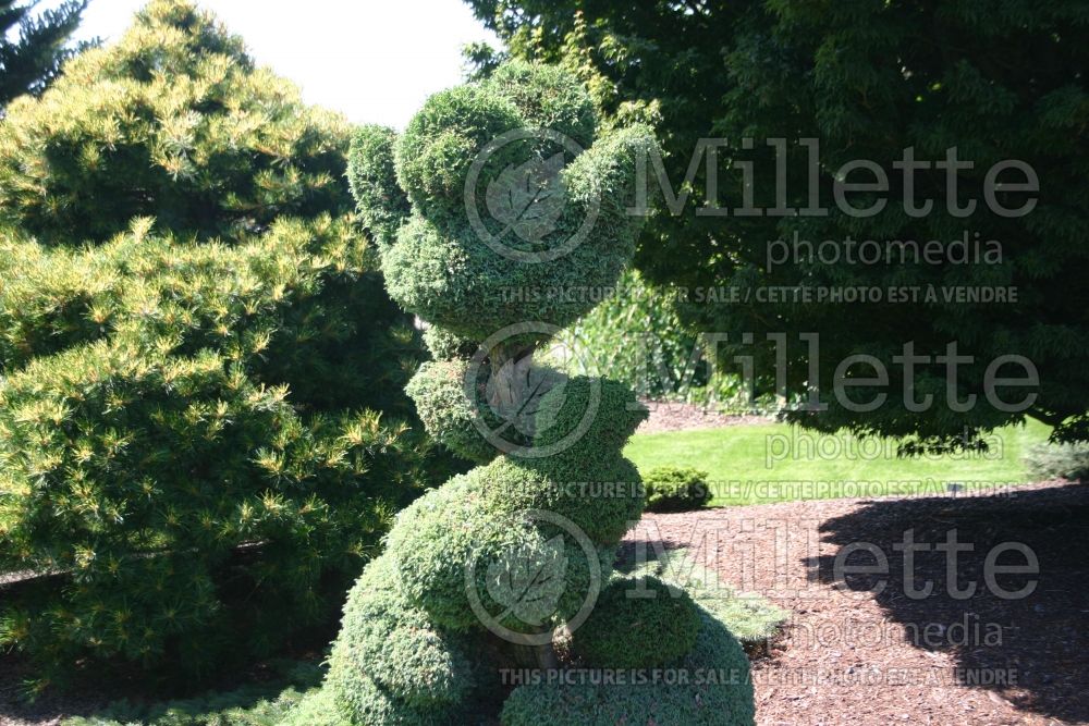 Chamaecyparis Squarrosa Intermedia – topiary (hinoki cypress  conifer) 26 