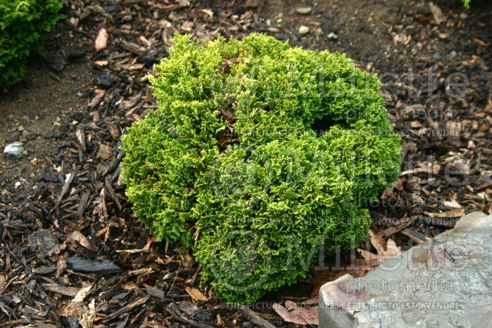 Chamaecyparis Tsukumo (False Cypress conifer - Faux cyprès) 4