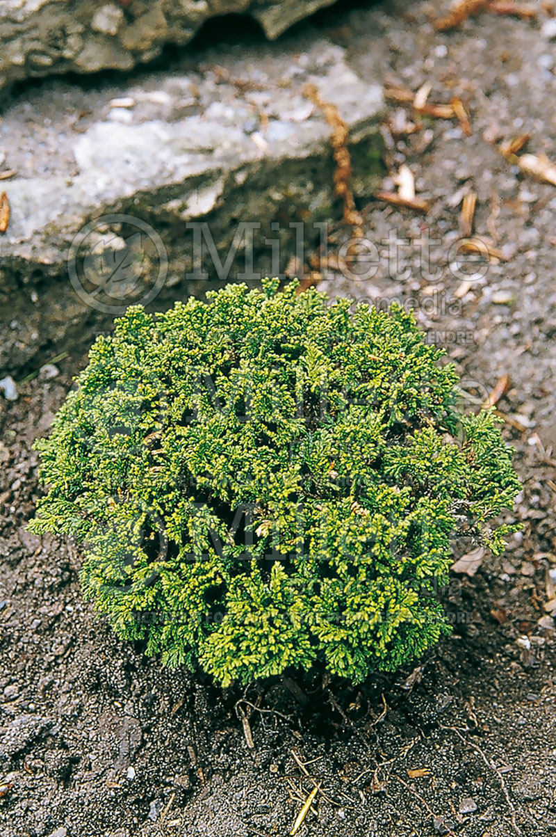 Chamaecyparis Tsukumo (False Cypress conifer - Faux cyprès) 1