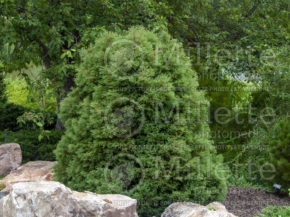 Chamaecyparis thyoides Heatherbun (False Cypress conifer) 3 