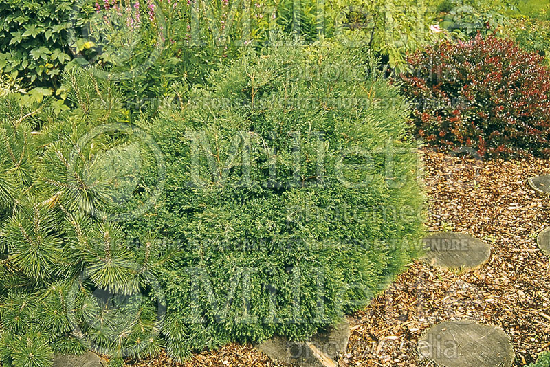 Chamaecyparis Heather Bun (False Cypress conifer) 1