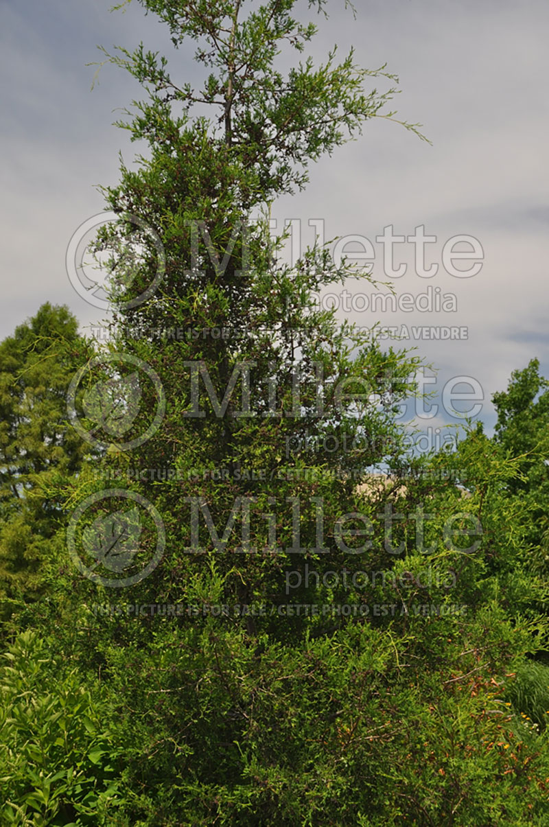 Chamaecyparis thyoides (Sawara False Cypress conifer) 1 