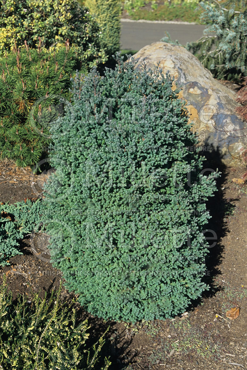 Chamaecyparis Red Star (False Cypress conifer) 1 