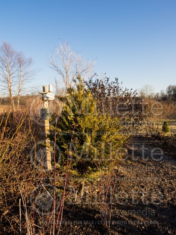 Chamaecyparis Shiva (Winter look) (False Cypress conifer) 1 