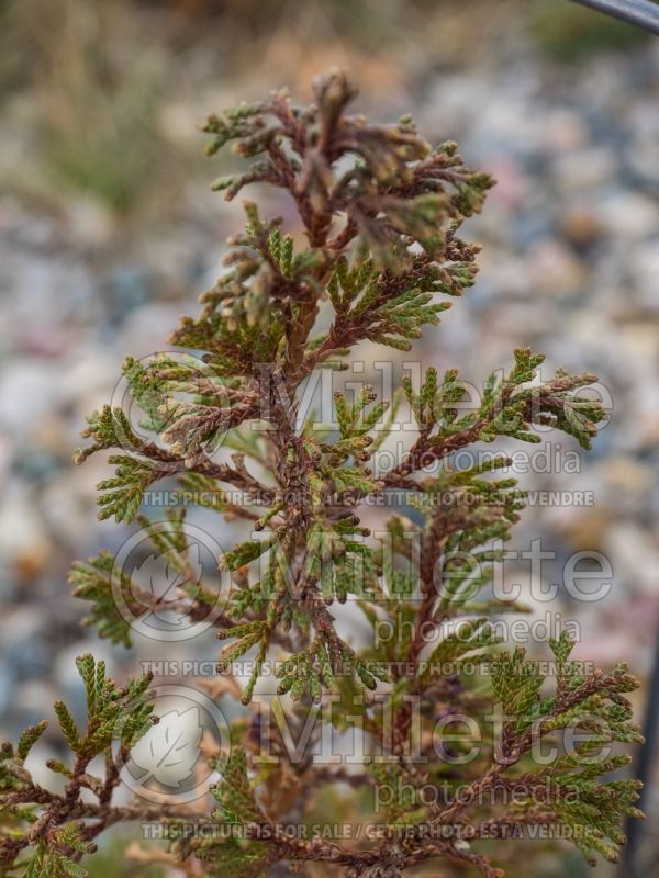 Chamaecyparis Top Point (Winter look) (False Cypress conifer) 1 