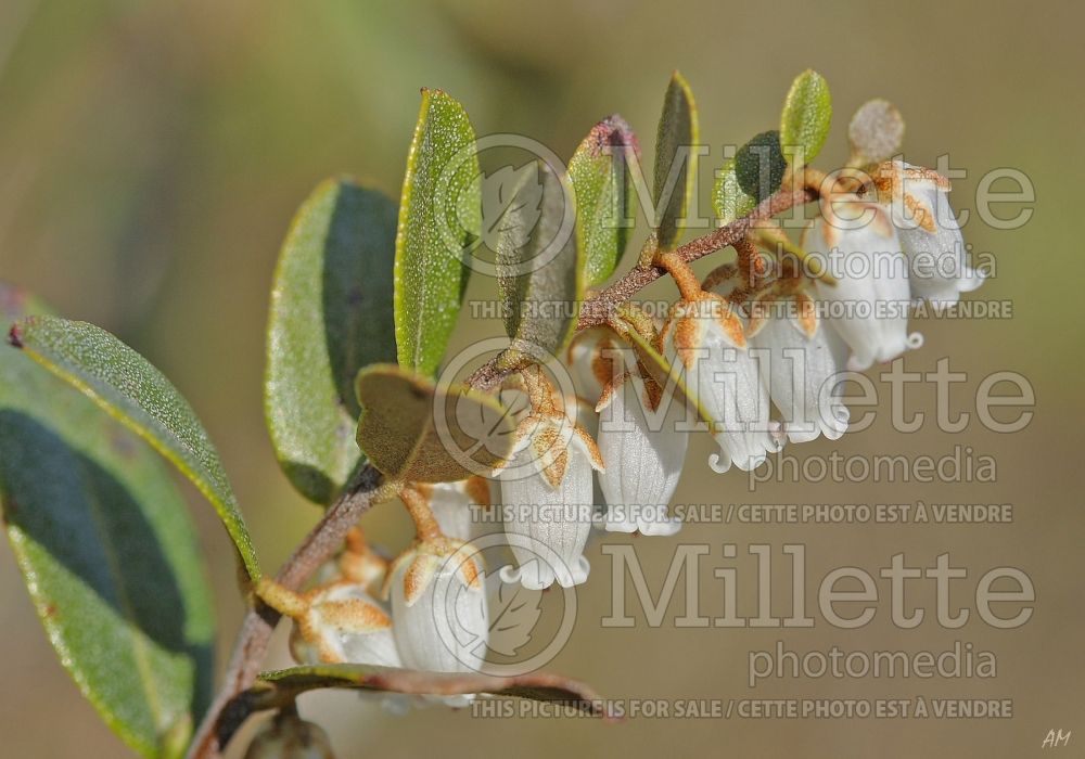 Chamaedaphne calyculata (Leatherleaf)  1