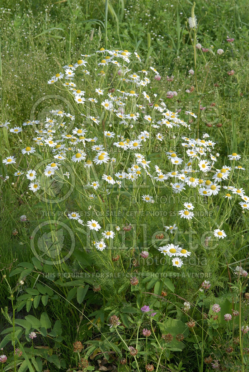 Chamaemelum nobile (Creeping Chamomile) 2