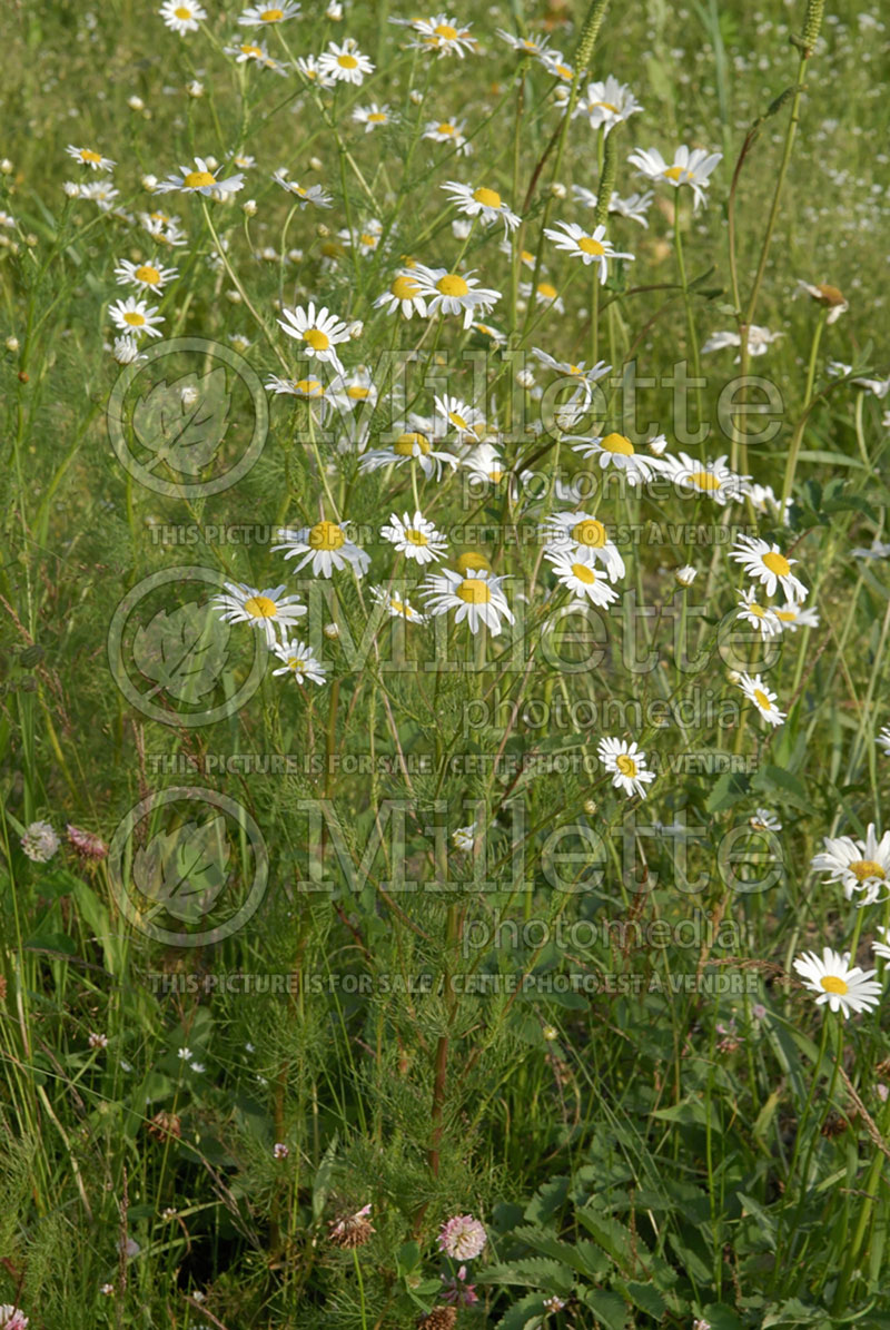 Chamaemelum nobile (Creeping Chamomile) 1