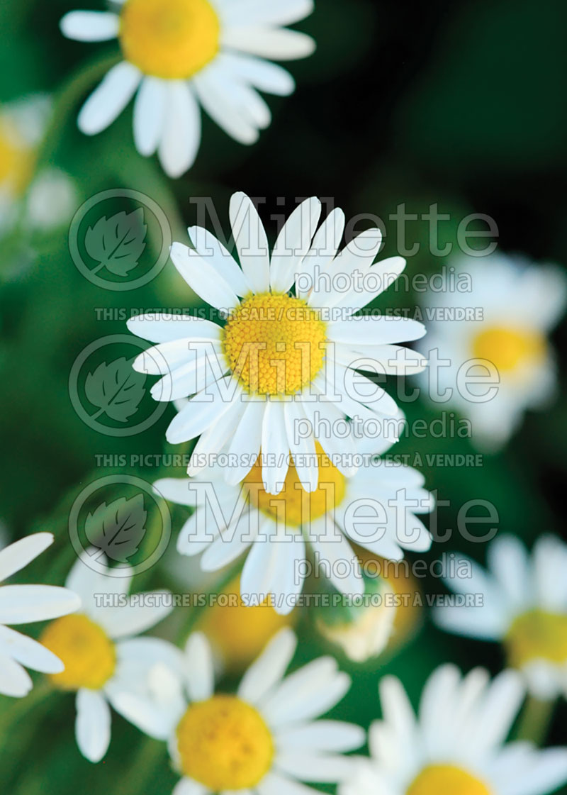 Chamaemelum nobile (Creeping Chamomile) 3