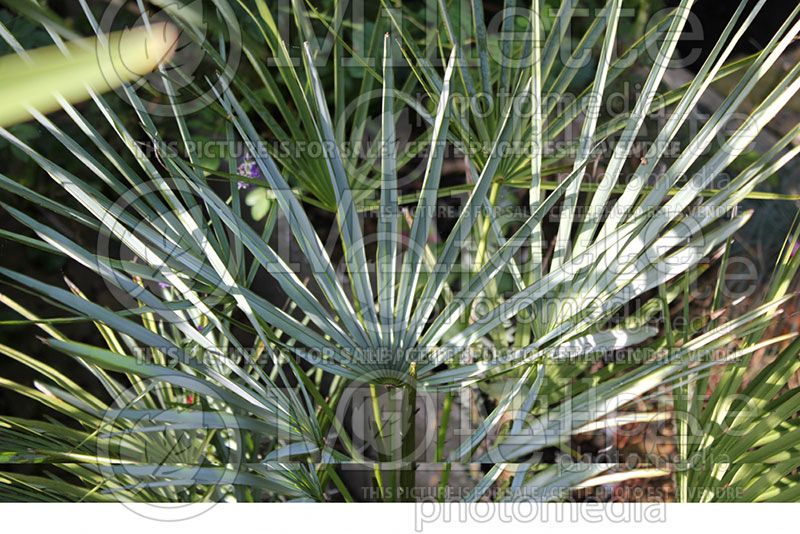 Chamaerops humilis cerifera (Mediterranean Fan Palm) 1 