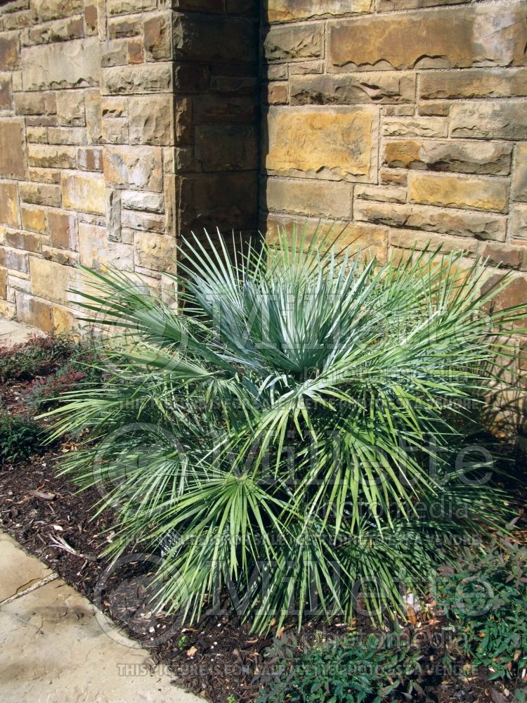 Chamaerops humilis cerifera (Mediterranean Fan Palm)  2