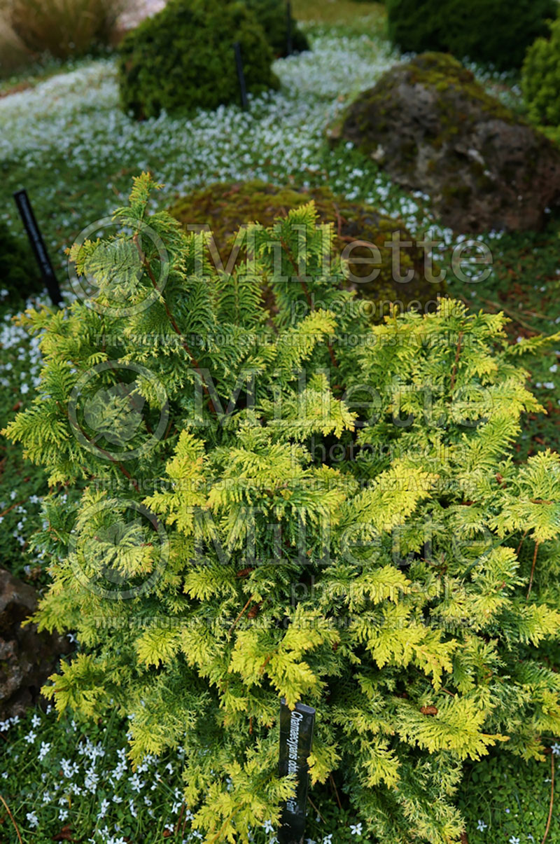 Chamecyparis Goldrn Fern (Hinoki False Cypress conifer) 1 