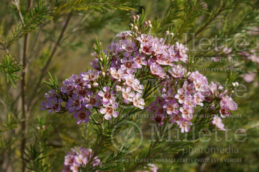 Chamelaucium Mullering Brook (Geraldton waxflower) 1 