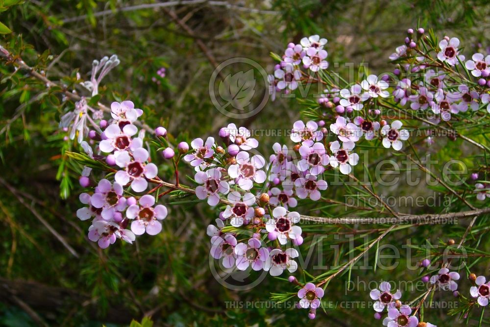 Chamelaucium uncinatum (Geraldton waxflower) 1 