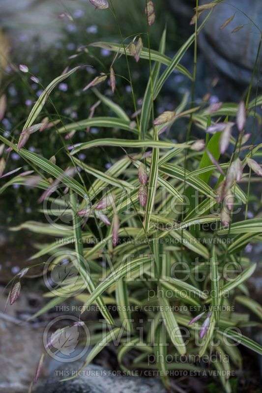 Chasmanthium River Mist (Sea Oats grass) 6 