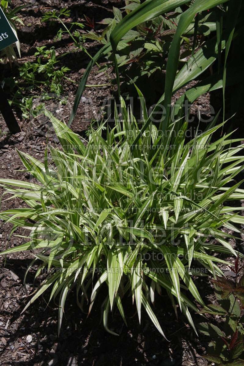 Chasmanthium River Mist (Sea Oats grass) 4 