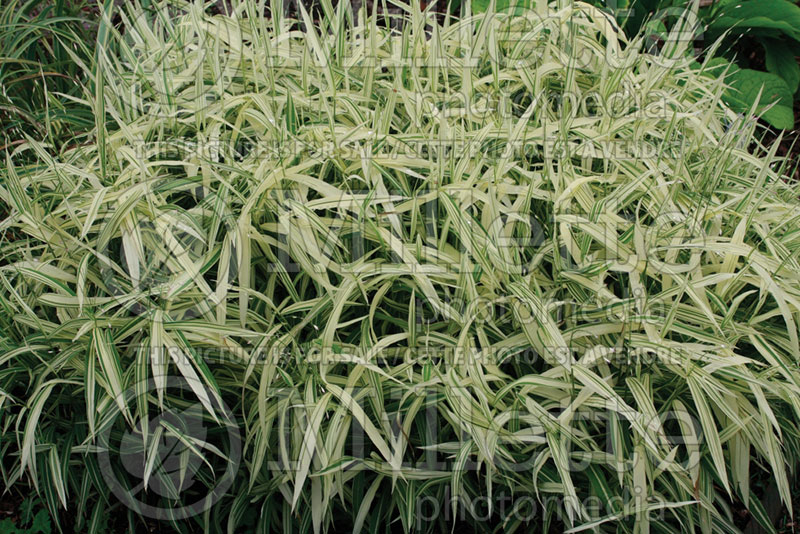 Chasmanthium River Mist (Sea Oats grass) 5 