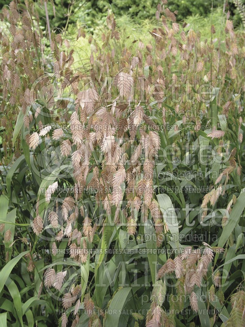 Chasmanthium latifolium (Indian woodoats ornamental grass) 1 