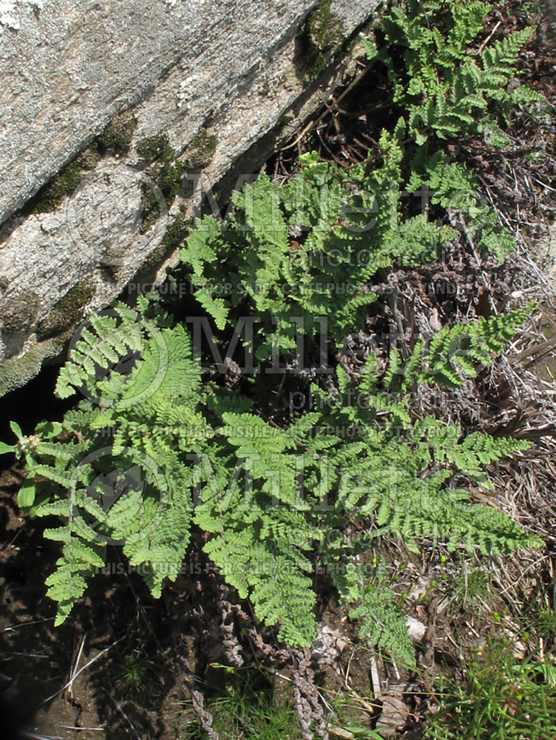 Cheilanthes tomentosa (Wooly Lip Fern) 1 