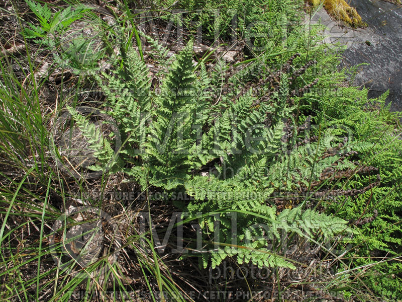 Cheilanthes tomentosa (Wooly Lip Fern) 2 